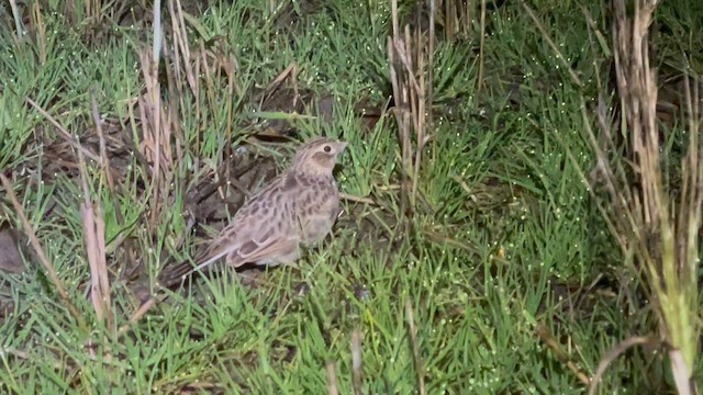 Eurasian Skylark (European) - ML643069697