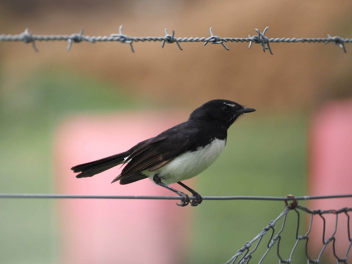 Willie-wagtail - ML643069710