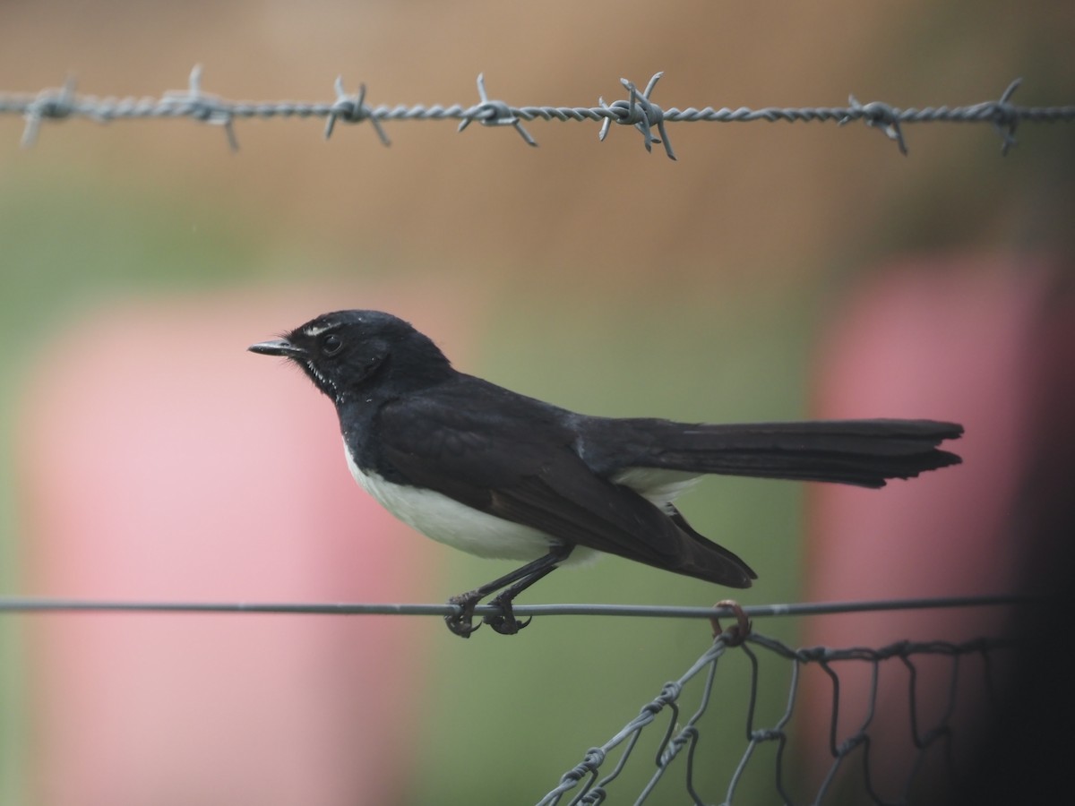 Willie-wagtail - ML643069711