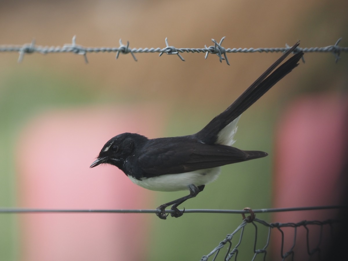 Willie-wagtail - ML643069712