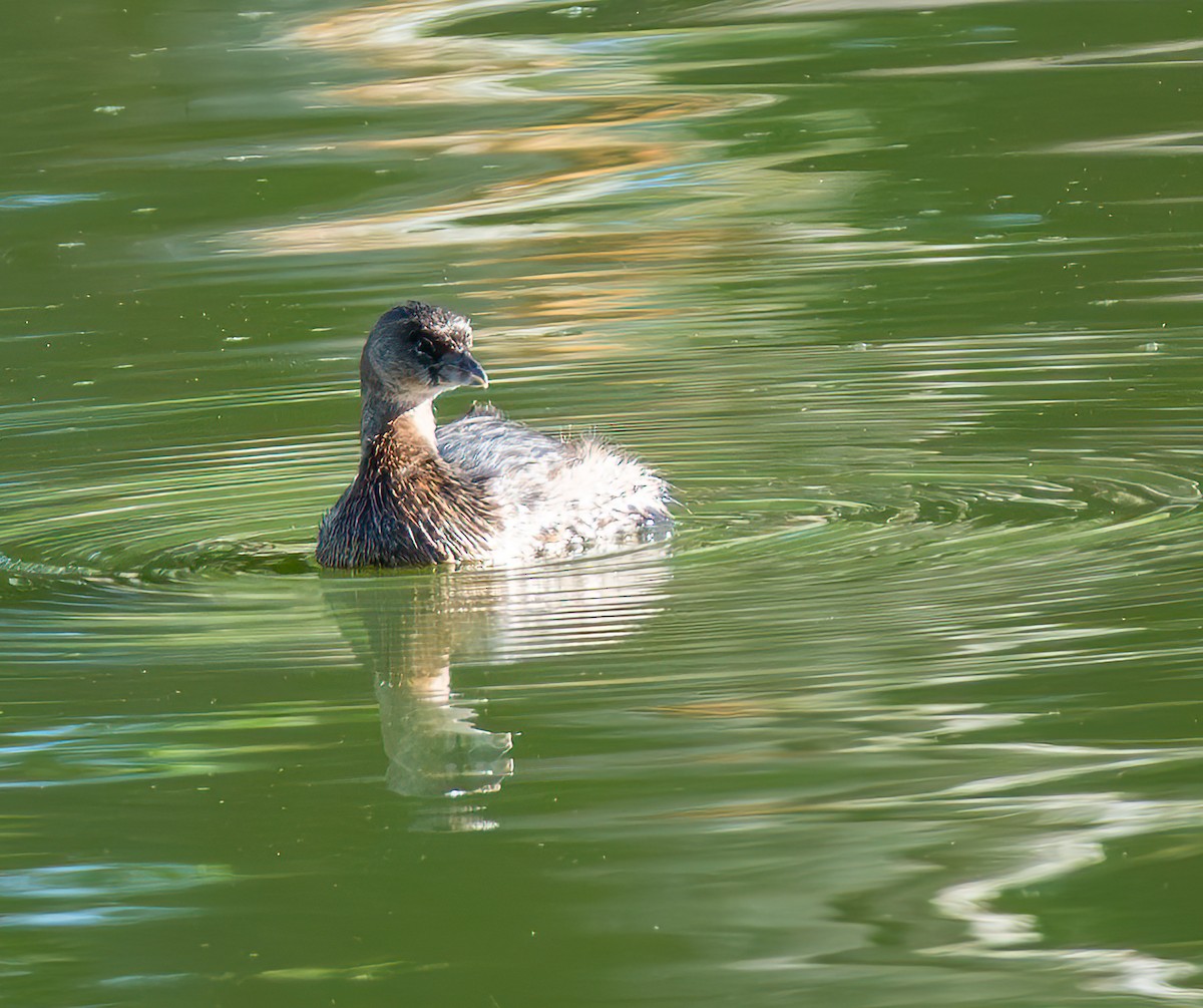 Pied-billed Grebe - ML643069717