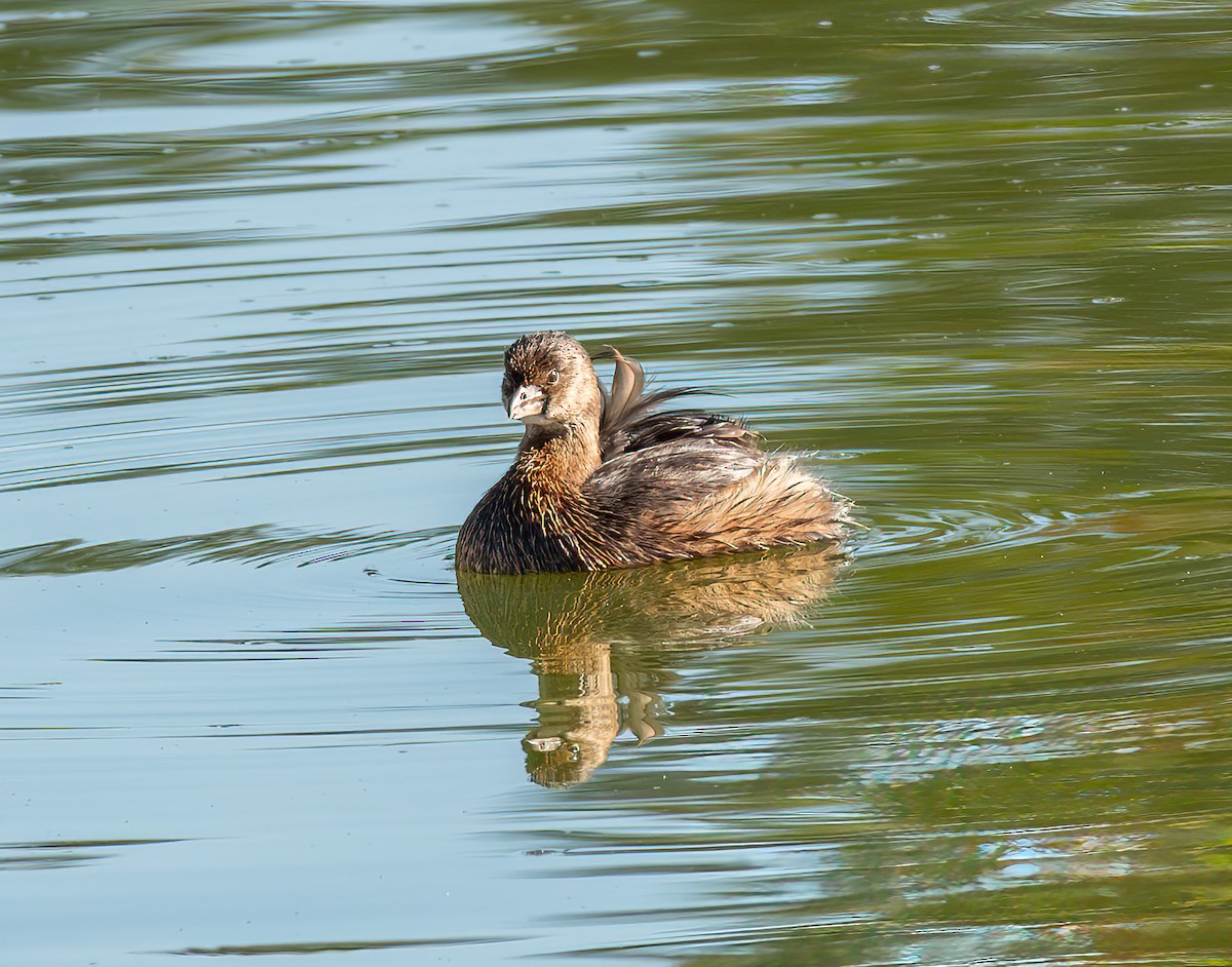 Pied-billed Grebe - ML643069718