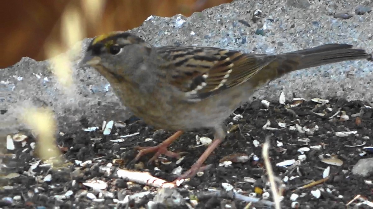Bruant à couronne dorée - ML643069720