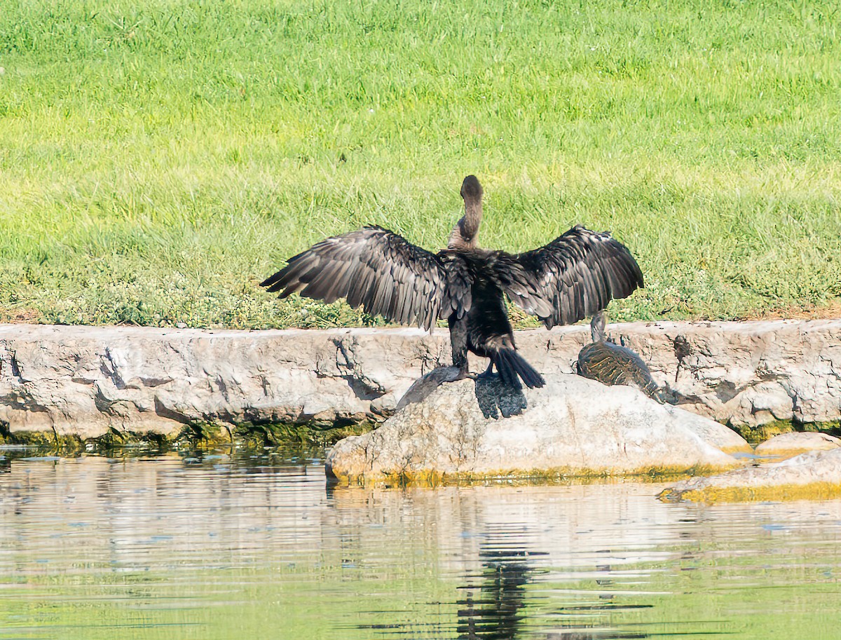 Double-crested Cormorant - ML643069736