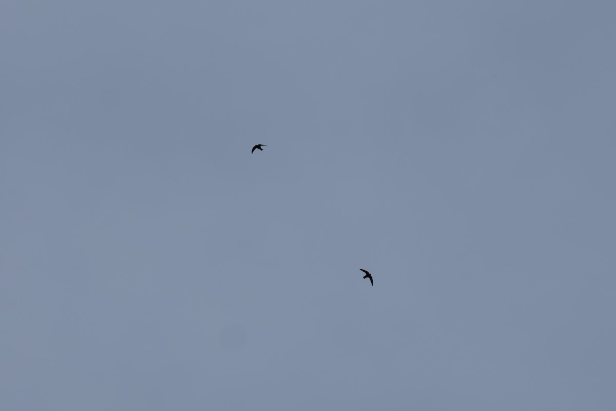 Black Swift - ML643069738