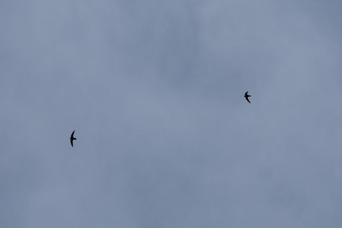 Black Swift - ML643069739