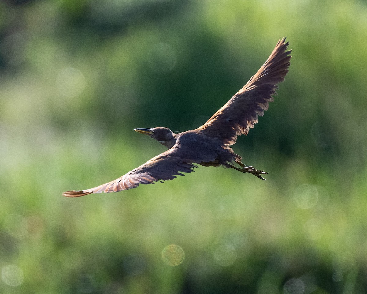 Cinnamon Bittern - ML643069754