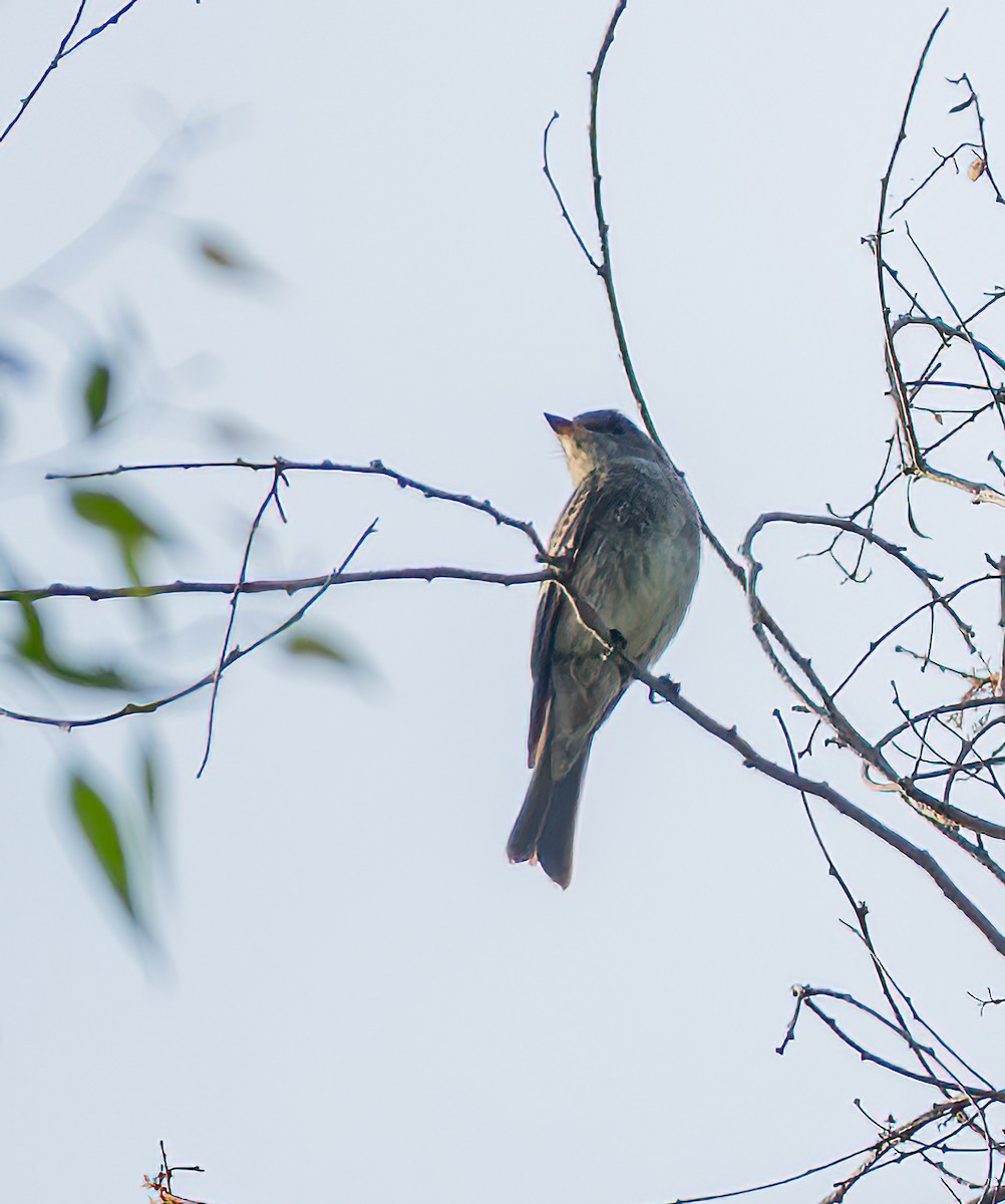 Western Wood-Pewee - ML643069759