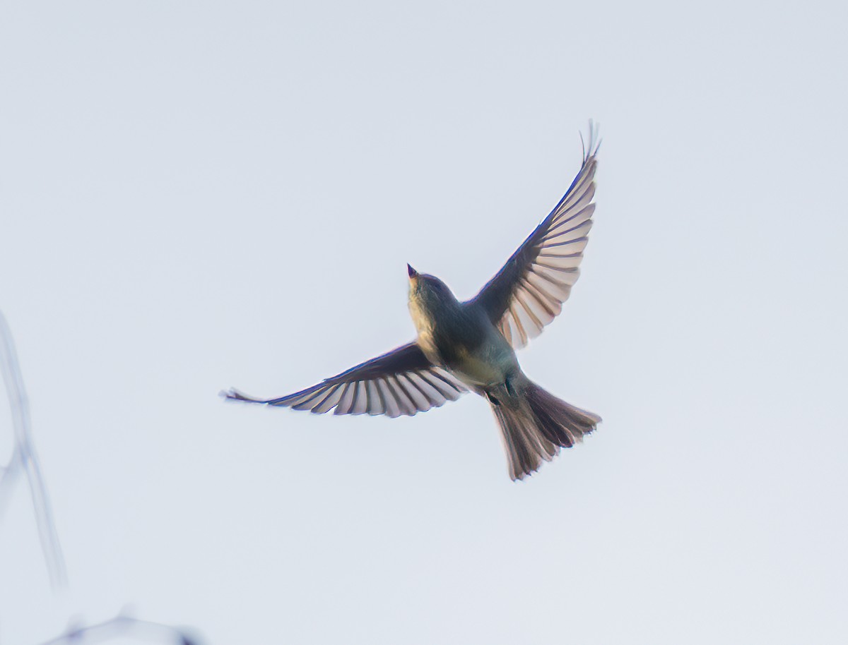 Western Wood-Pewee - ML643069761