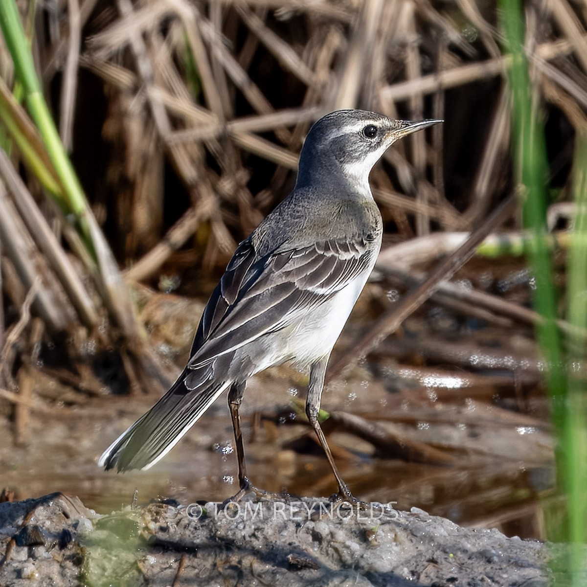 Eastern Yellow Wagtail - ML643069766