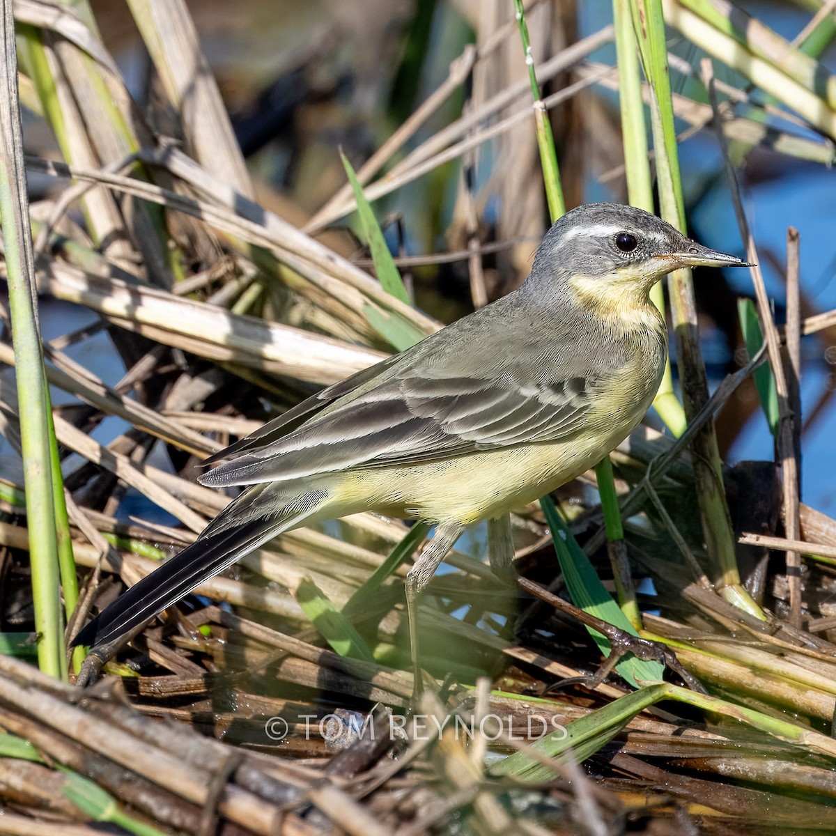 Eastern Yellow Wagtail - ML643069767