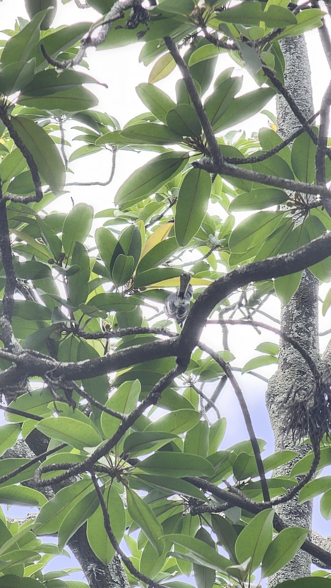 Tropical Gnatcatcher - ML643069770