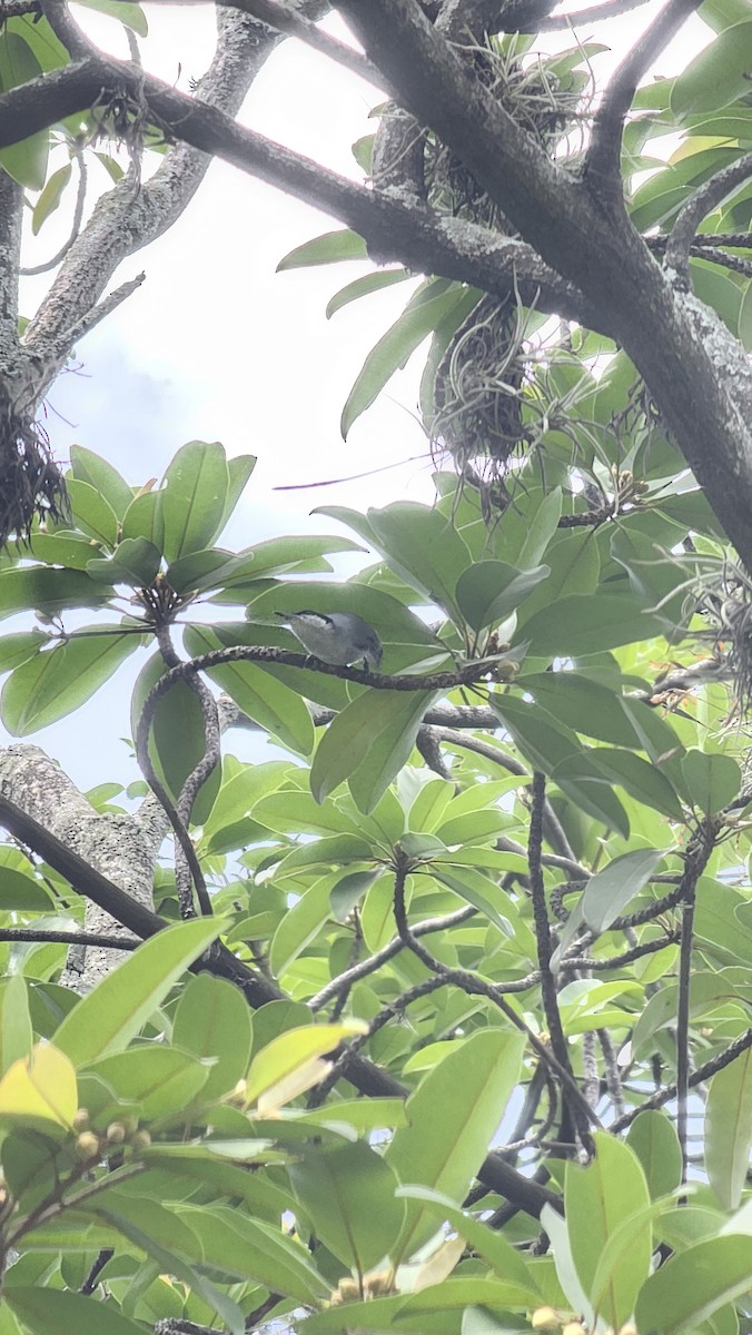 Tropical Gnatcatcher - ML643069771