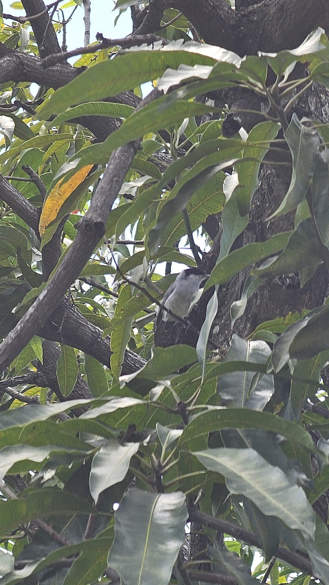 Tropical Gnatcatcher - ML643069772