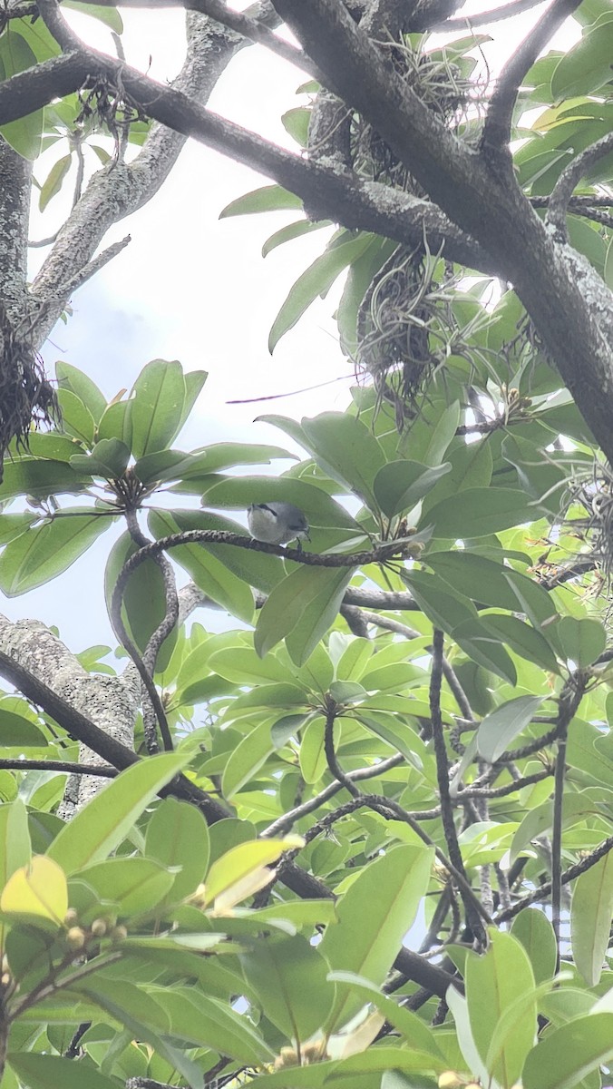 Tropical Gnatcatcher - ML643069773