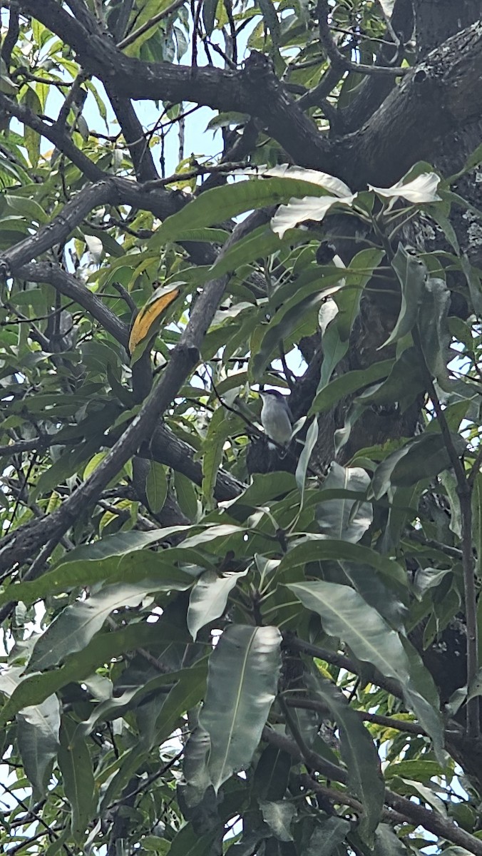 Tropical Gnatcatcher - ML643069774