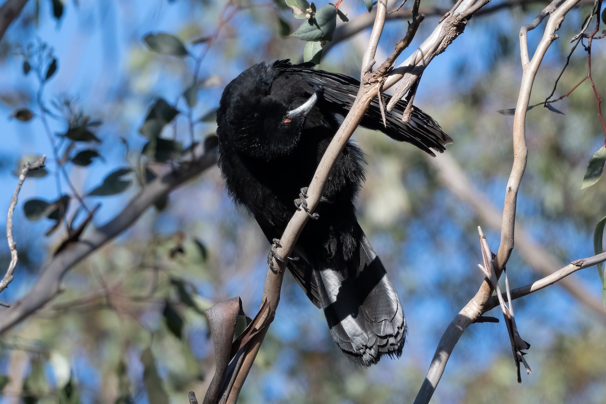 White-winged Chough - ML643069802