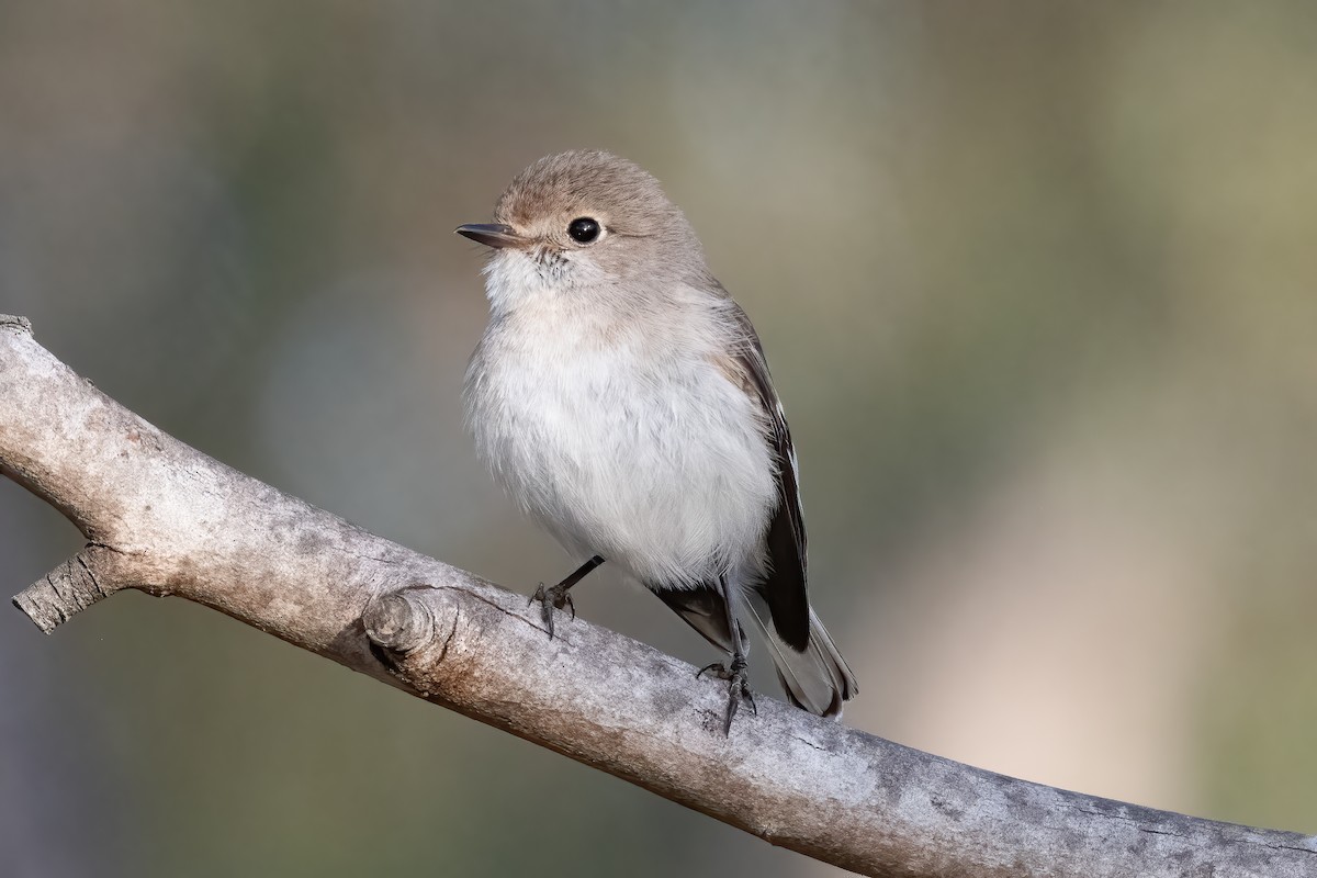 Red-capped Robin - ML643069813