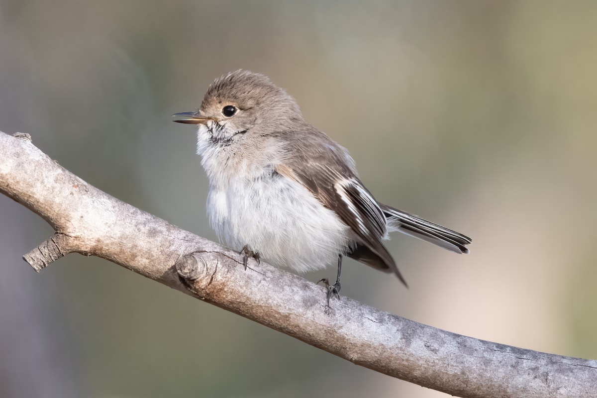 Red-capped Robin - ML643069814