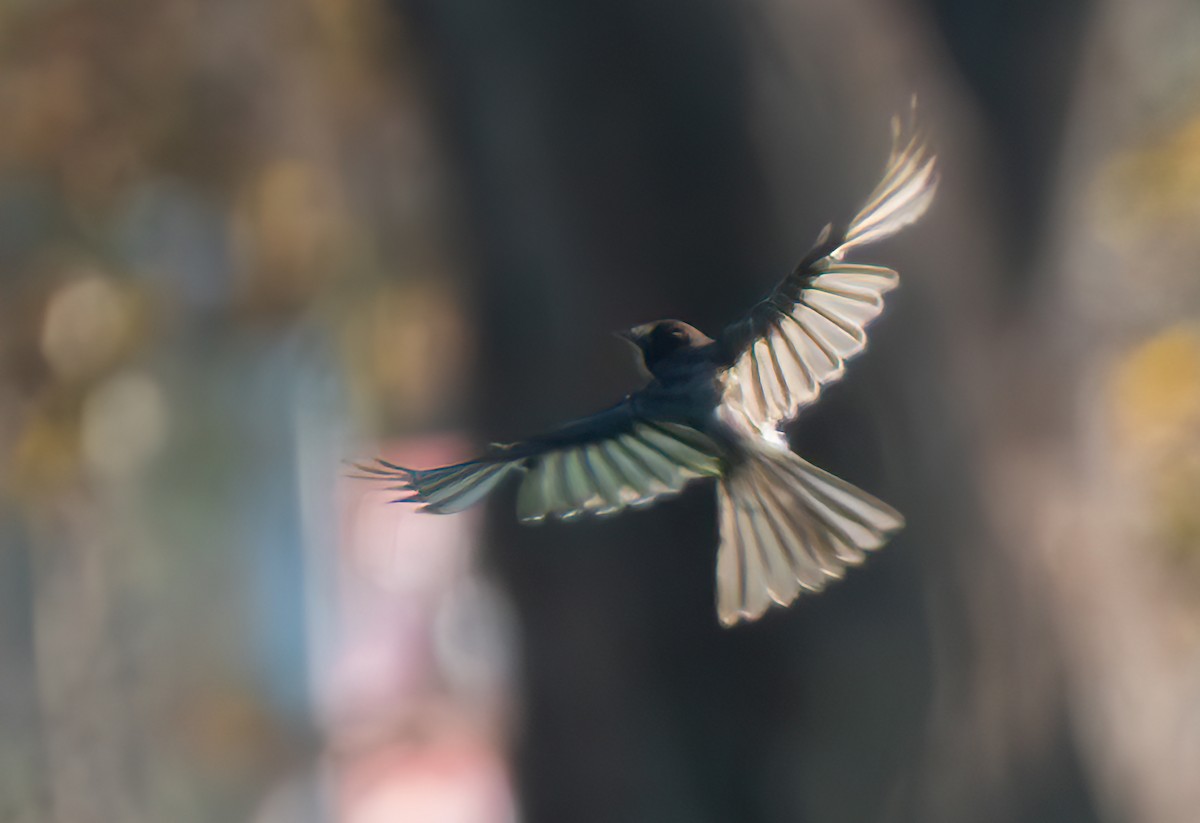 Black Phoebe - ML643069824