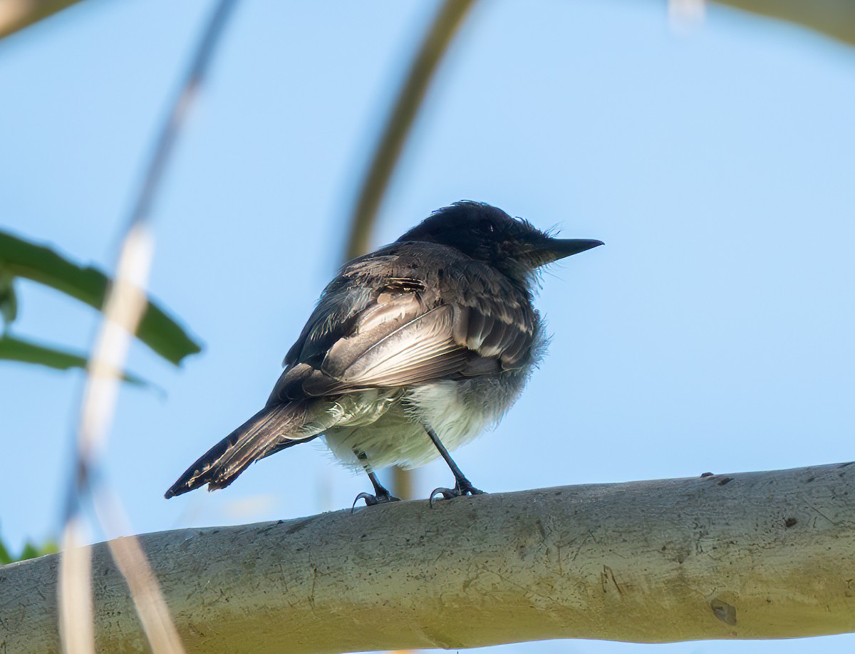 Black Phoebe - ML643069825