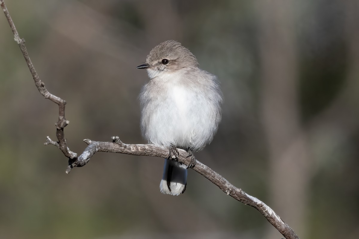 Jacky-winter - ML643069826