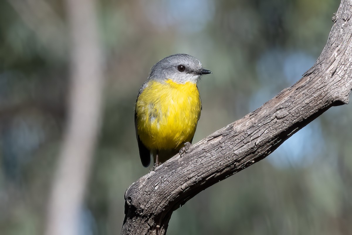 Eastern Yellow Robin - ML643069832