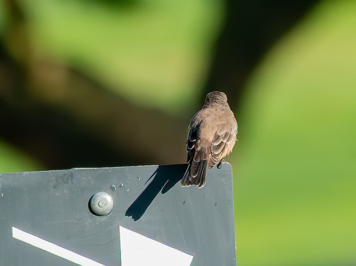Vermilion Flycatcher - ML643069835