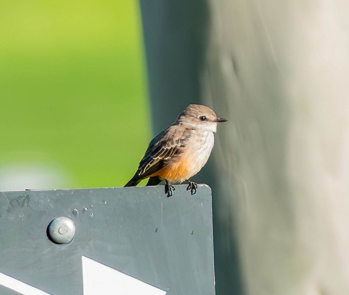 Vermilion Flycatcher - ML643069836