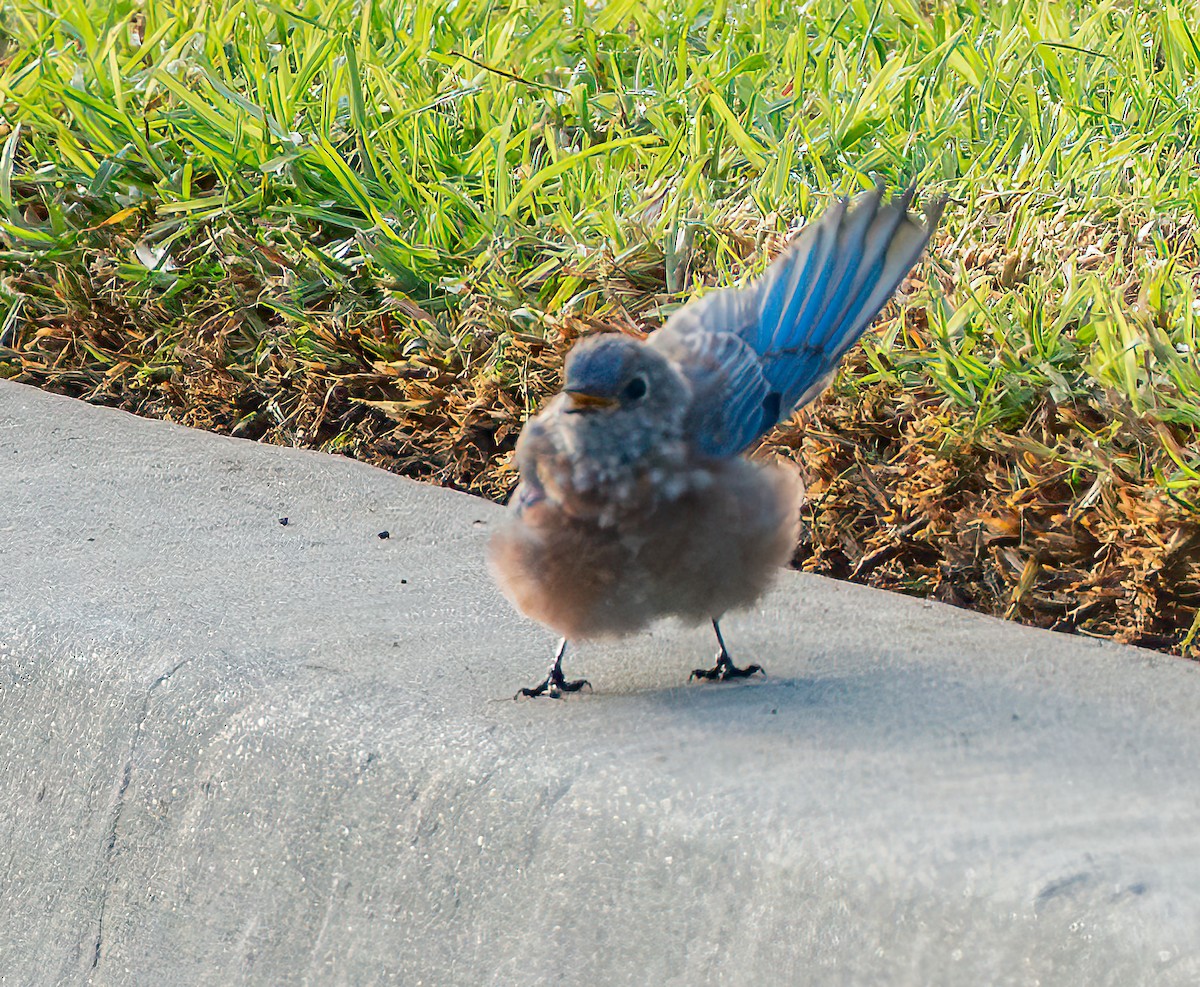 Western Bluebird - ML643069847