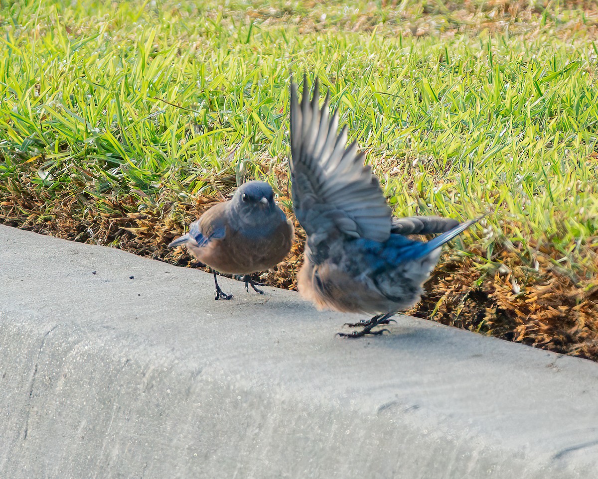 Western Bluebird - ML643069874