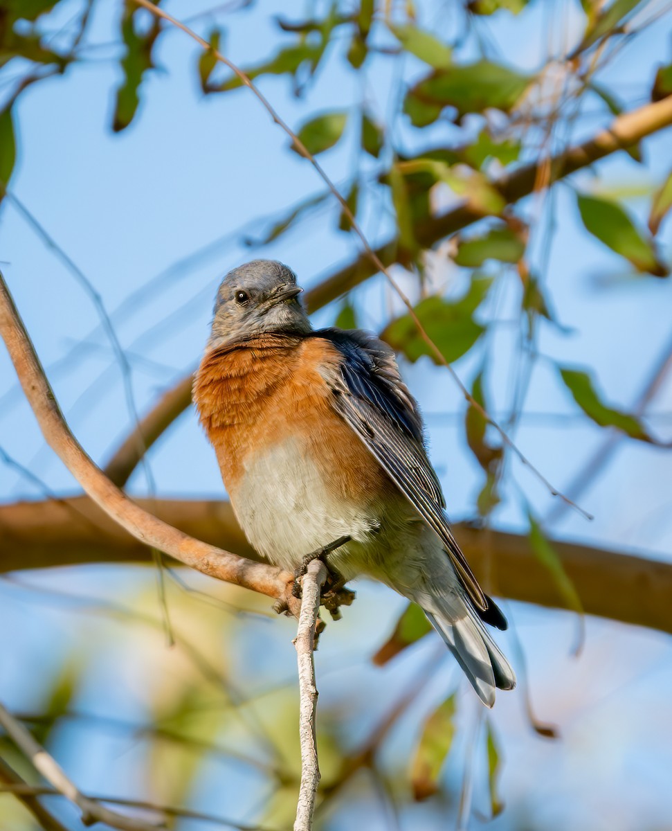 Western Bluebird - ML643069875
