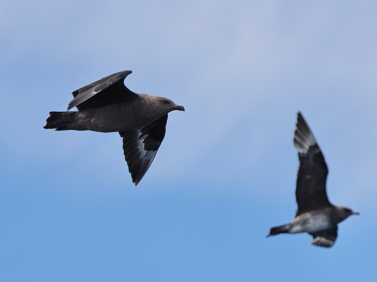 South Polar Skua - ML643069876