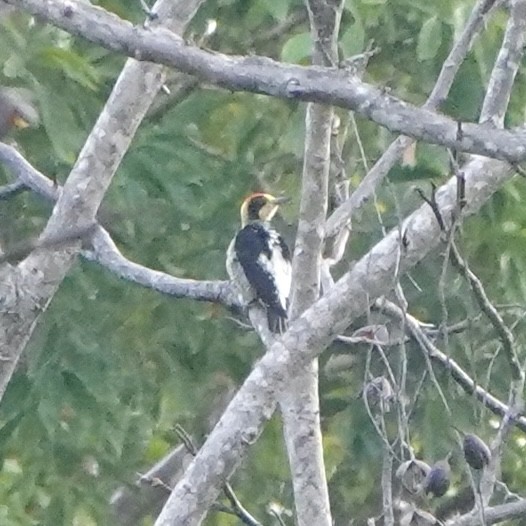 gullnakkespett - ML643069879