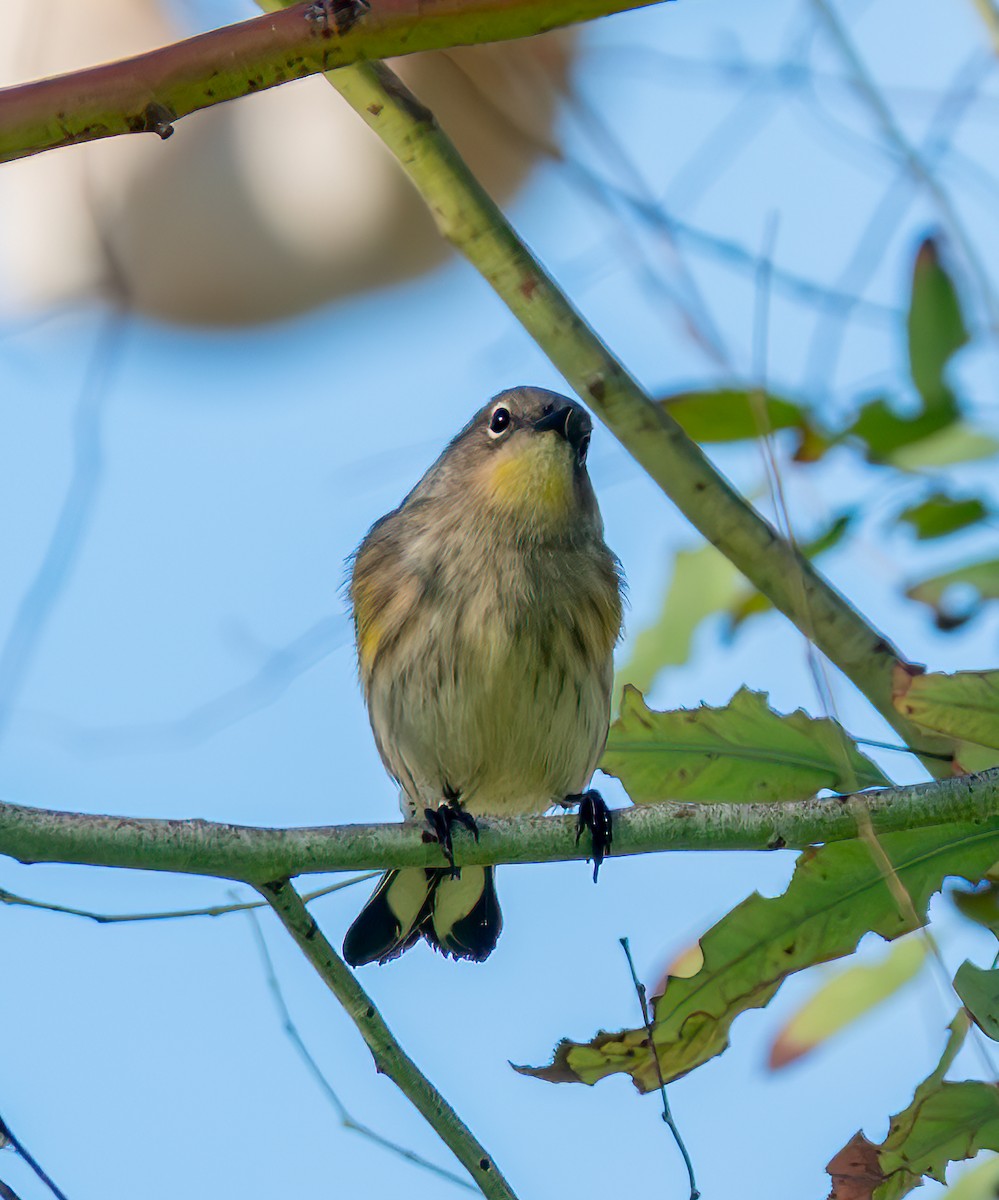 Yellow-rumped Warbler - ML643069908