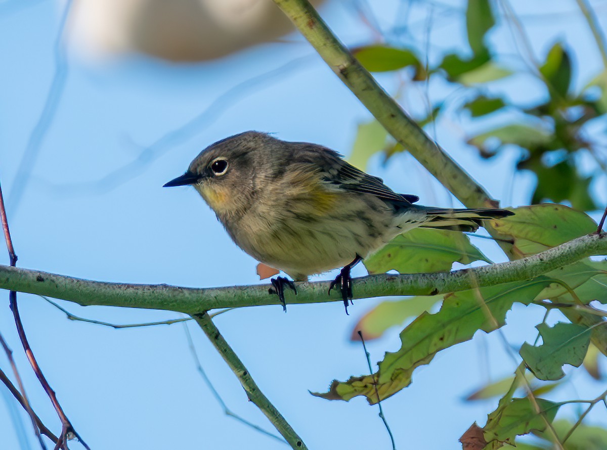 Yellow-rumped Warbler - ML643069909