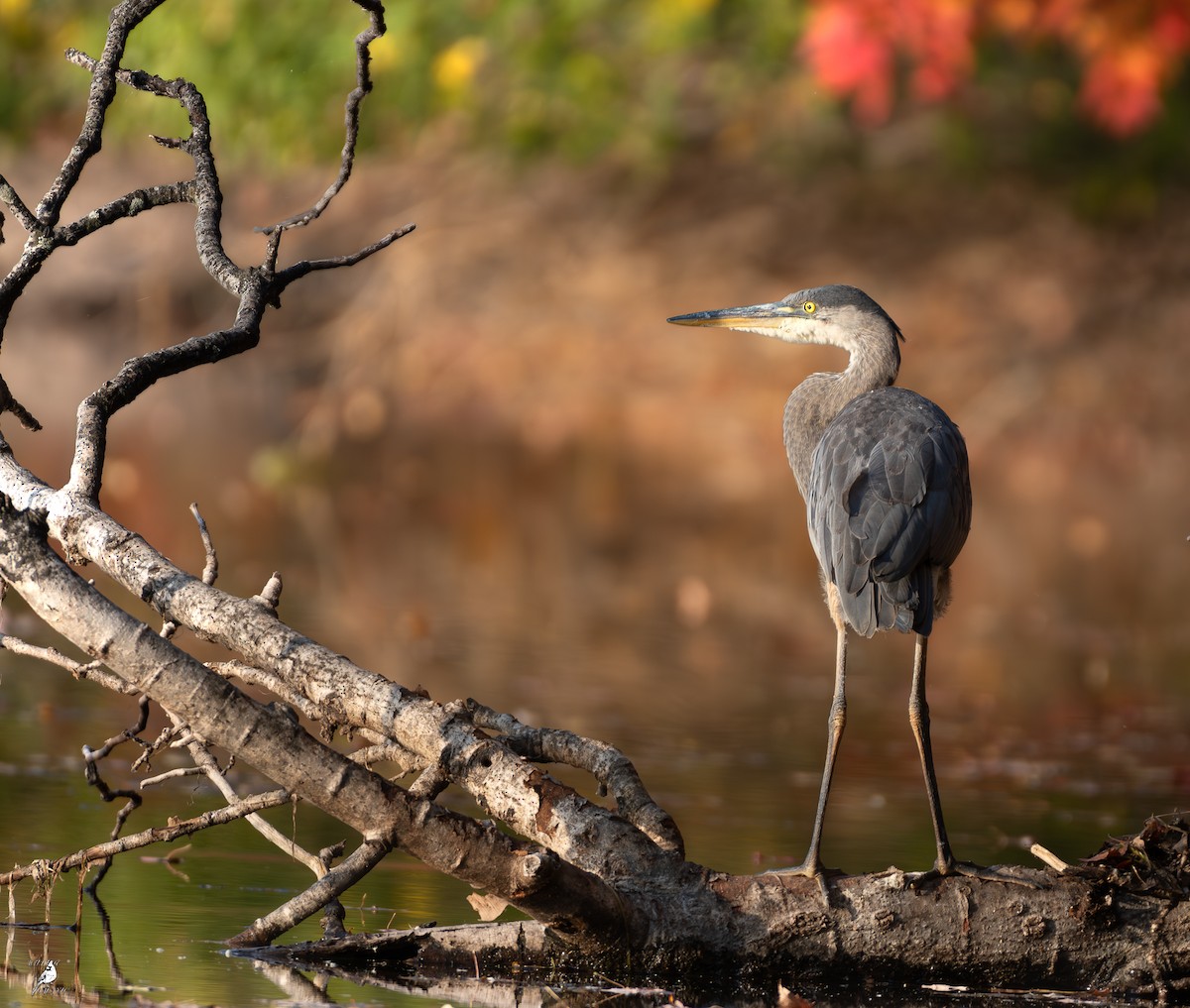 Great Blue Heron - ML643069911