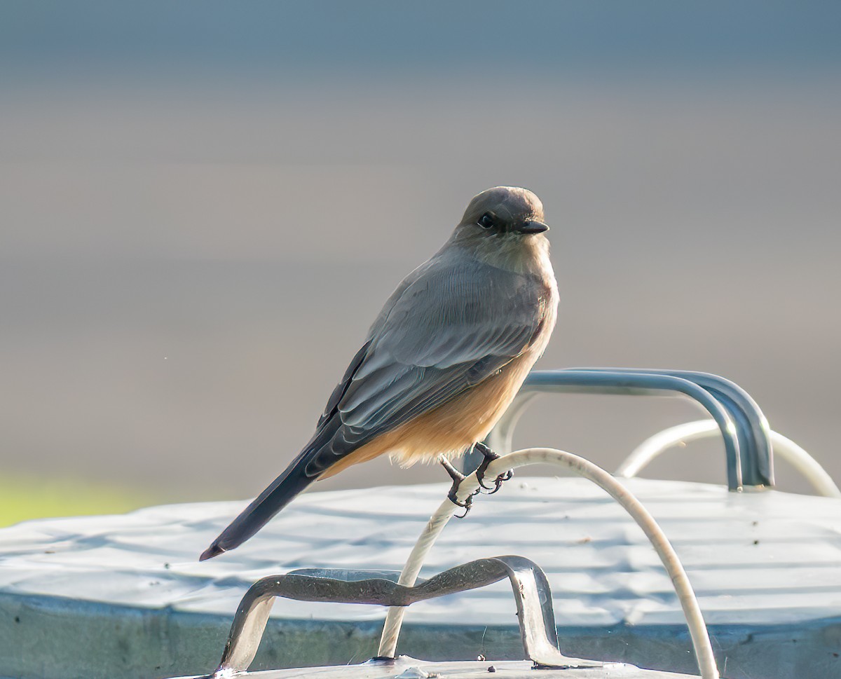 Say's Phoebe - ML643069912