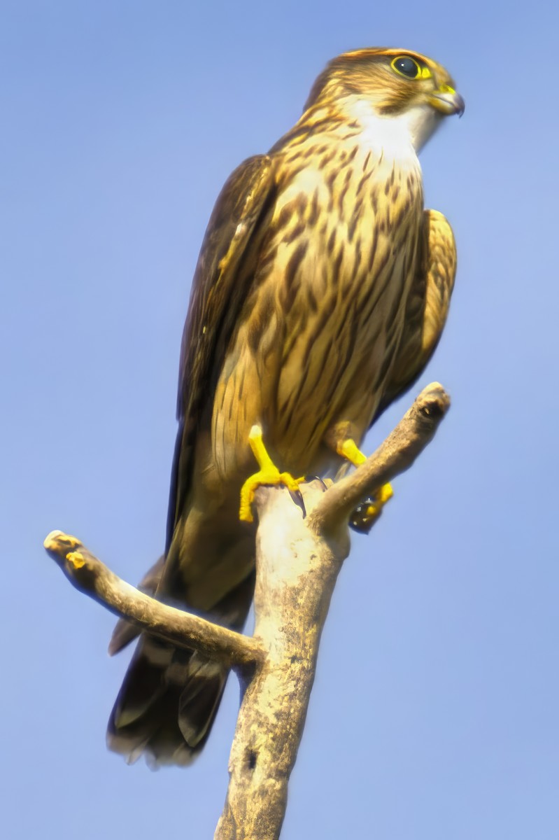 dřemlík tundrový - ML643069917