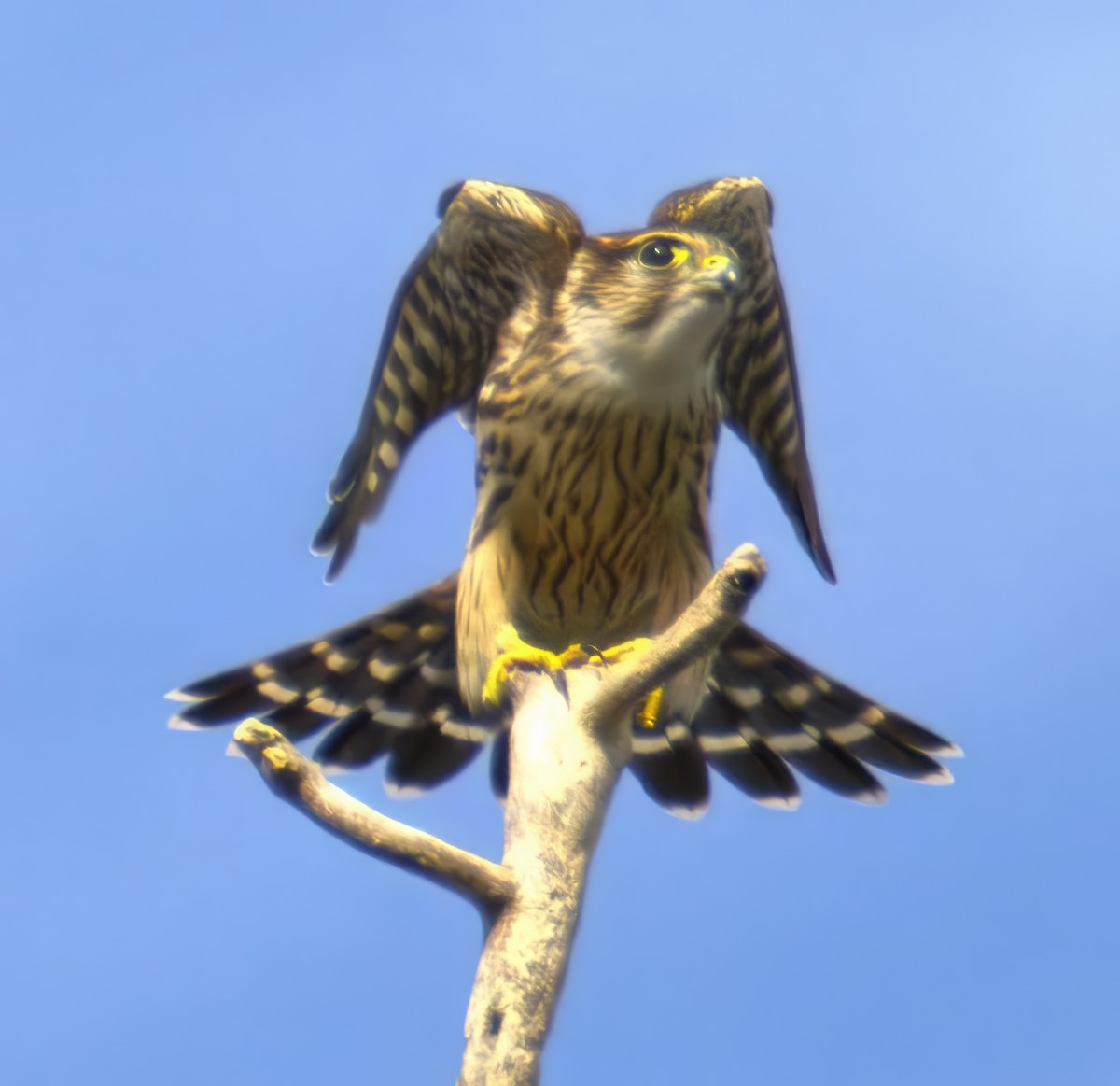 dřemlík tundrový - ML643069935