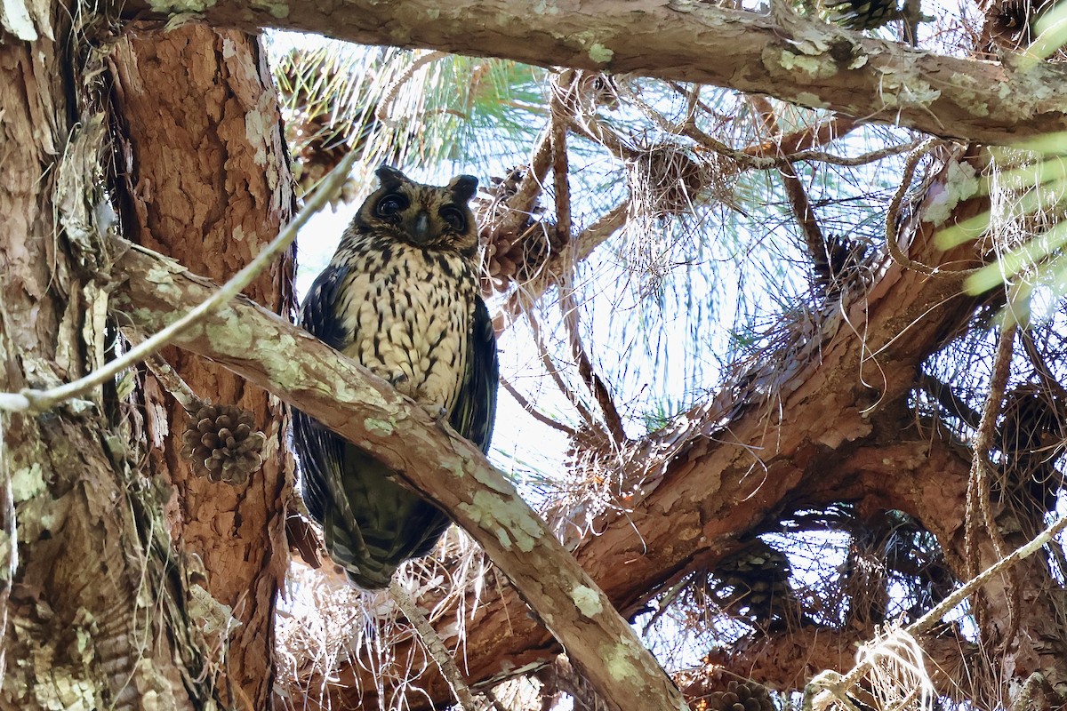 Madagascar Owl - ML643069936