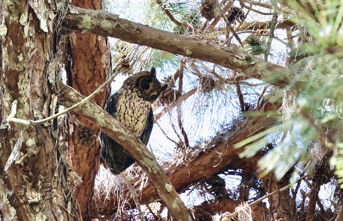 Madagascar Owl - ML643069937