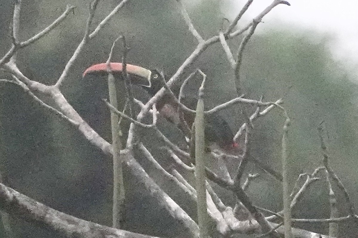 Fiery-billed Aracari - ML643069938