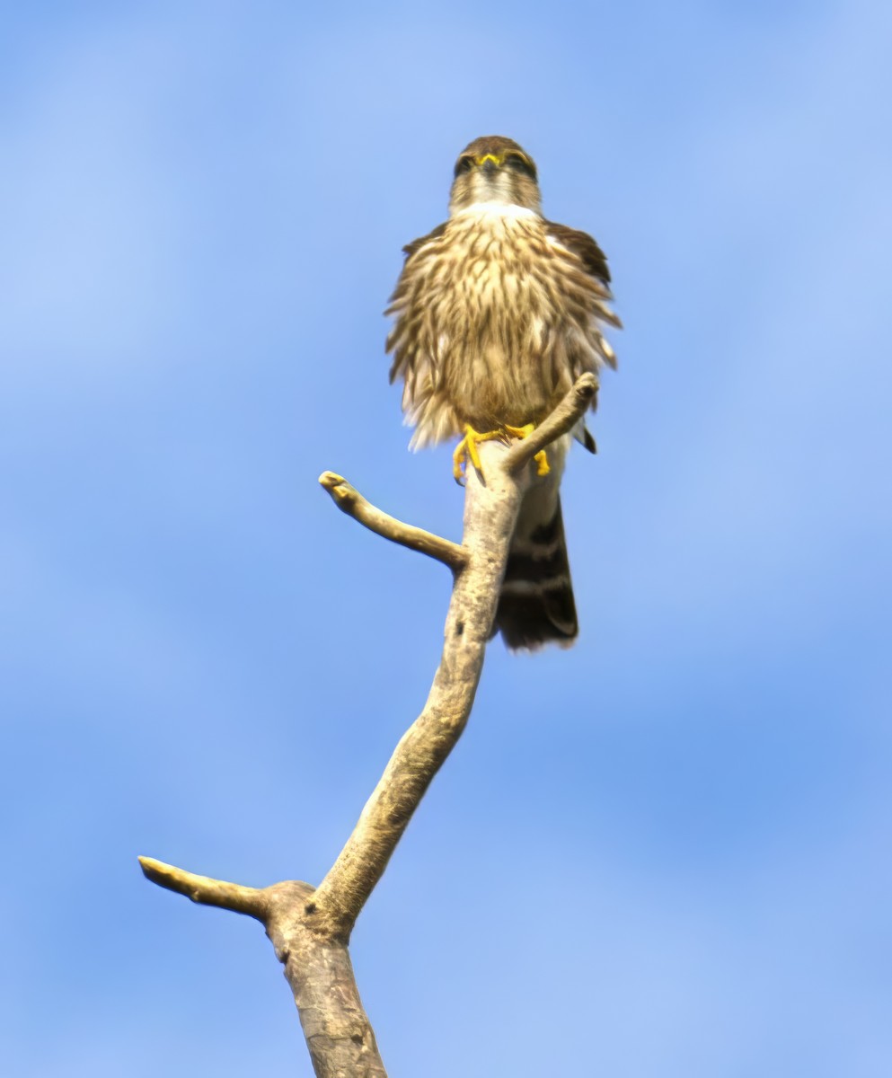 dřemlík tundrový - ML643069939