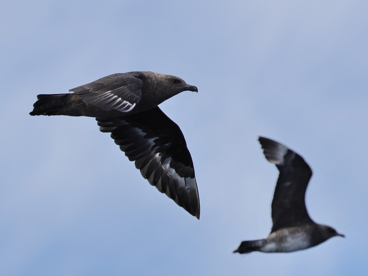 South Polar Skua - ML643069958
