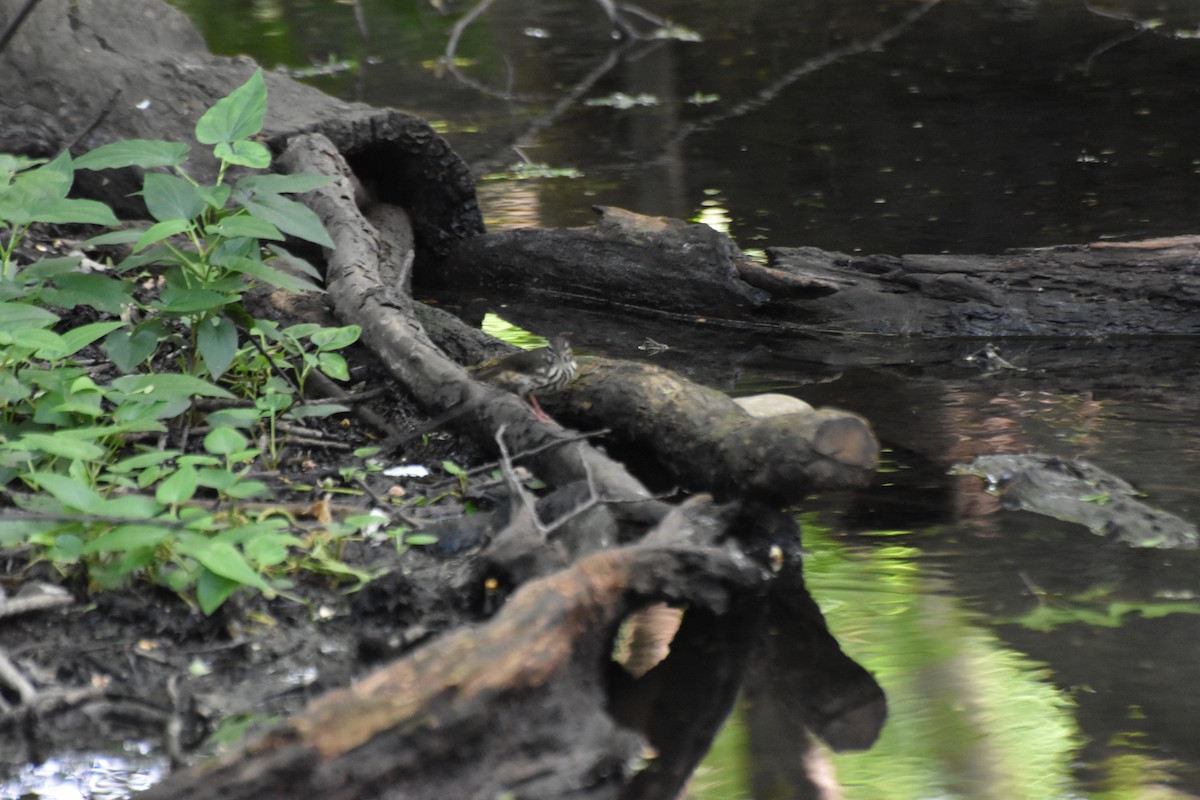 Louisiana Waterthrush - ML643069984
