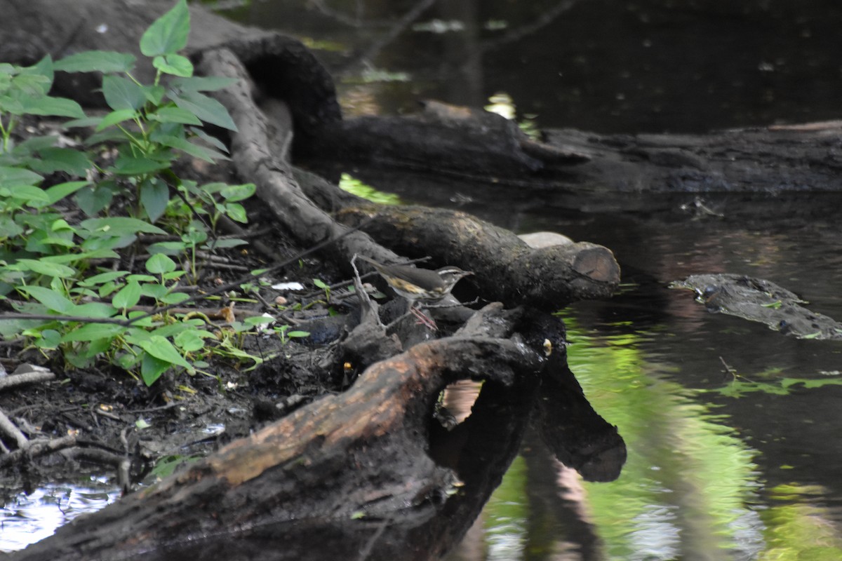 Louisiana Waterthrush - ML643069985