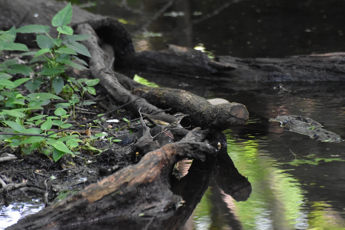 Louisiana Waterthrush - ML643069988