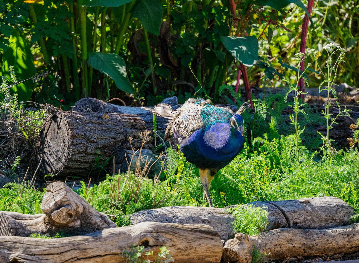 Indian Peafowl (Domestic type) - ML643070012