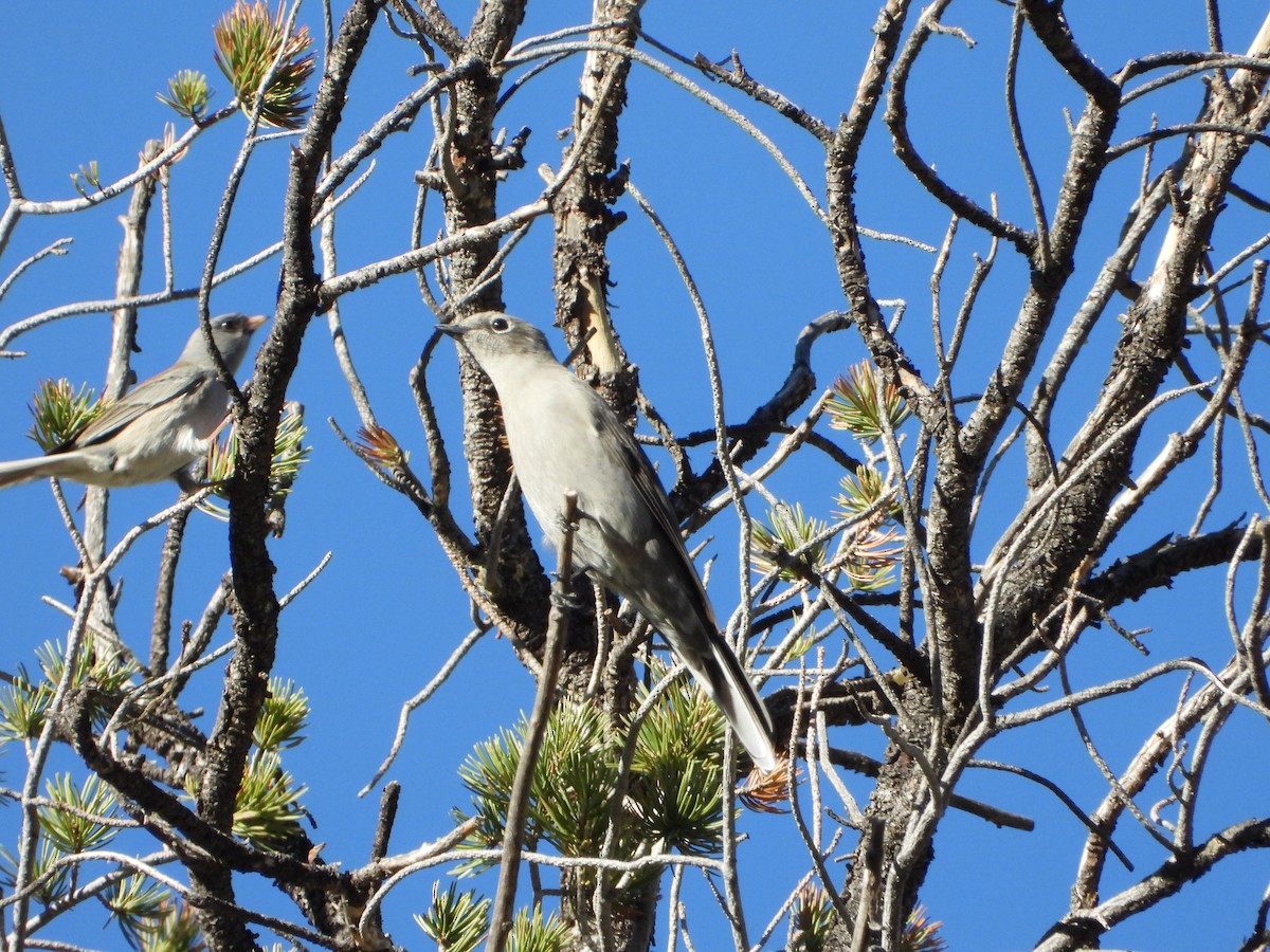Townsend's Solitaire - ML643070023